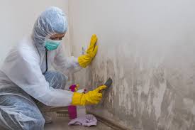 Environmental Consulting for Mold Prevention in Rio Del Mar, CA